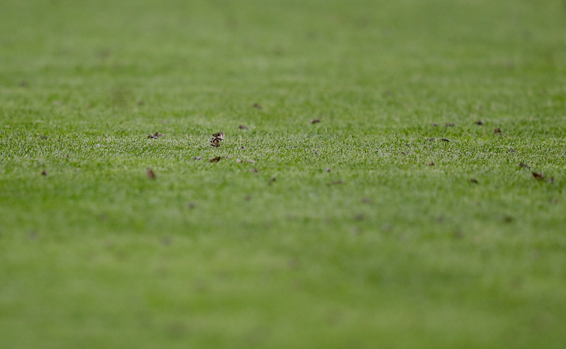 Polillas en el campo de Saint-Denis. Imagen: Frank Augstein / AP
